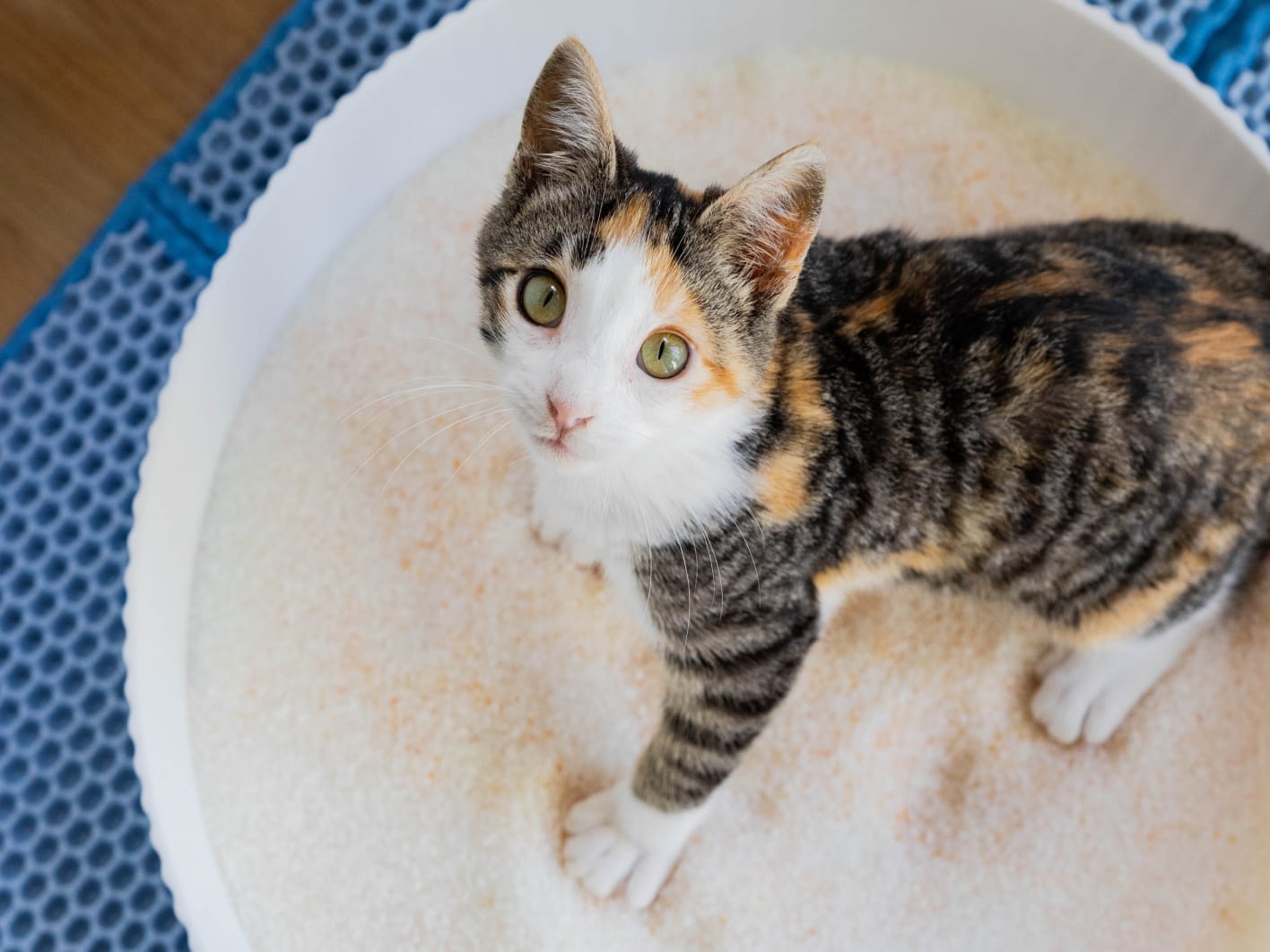 PrettyLitter Monthly Subscription