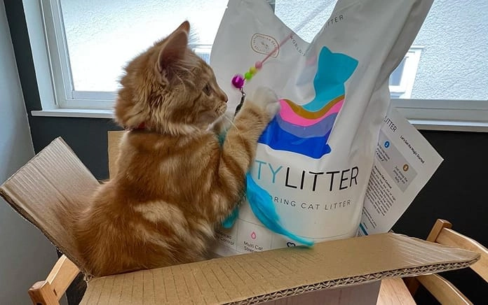 Happy PrettyLitter cat at home