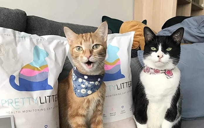 Happy PrettyLitter cat at home